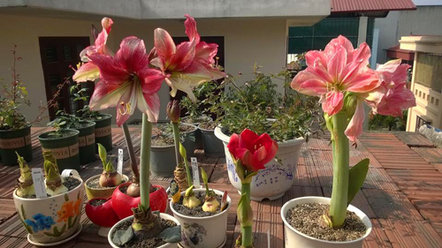 Anh Sơn (33 tuổi) đang trên bước đường thực hiện ước mơ, đó là trồng và lai tạo các giống hoa gắn với tên tuổi của riêng mình. Trên các diễn đàn lớn về hoa như Vườn hoa ba miền, Hoa hồng Việt Nam... anh được biết đến là một người đàn ông hiếm hoi yêu hoa, trồng hoa độc và thường xuyên chia sẻ kinh nghiệm chăm sóc cũng như các loại hạt giống hoa cho mọi người. Trong ảnh là những cây hoa lan huệ. Những năm gần đây, người yêu hoa thường đặt mua các củ lan huệ từ nước ngoài và ép cho nở đúng Tết.