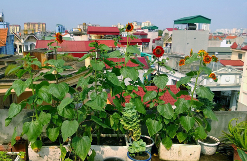 Tổng diện tích trồng hoa của anh Sơn chỉ hơn 30 m2 nhưng trồng đa dạng hoa. Những giống hoa ưa ánh sáng được trồng trên sân phơi và sân thượng. Hoa lan được trồng kín ban công nhỏ hẹp. Trên cửa sổ, bàn làm việc, anh cũng tận dụng đặt các loại hoa trong nhà. Trong ảnh là những chậu hướng dương đỏ, trắng, vàng nổi bật giữa những tòa nhà cao tầng.