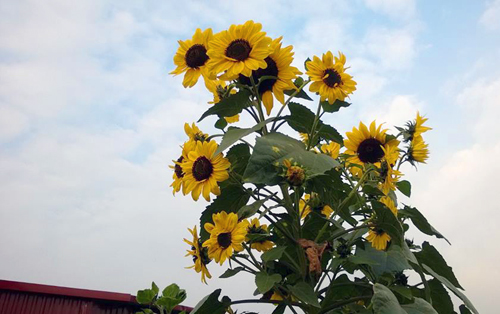 Chủ nhà chia sẻ vườn của anh không đẹp nhưng có những cây mà nhiều người chưa từng thấy bao giờ như huyết đằng, tử đằng, hương thảo, hướng dương đỏ, trắng. Anh Sơn khá mát tay khi trồng được hướng dương có tới cả chục bông trên một thân cây hoặc thu hoạch hạt hướng dương đỏ, trắng chia sẻ với các thành viên trong hội hoa.