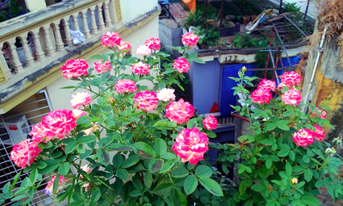 Anh Sơn chia sẻ, trong gia đình mỗi người một sở thích khác nhau và mọi người đều tôn trọng sở thích của nhau. Bình thường vườn hoa chỉ có anh chăm sóc, hôm nào bận quá hoặc công việc phải đi công tác thì nhờ cậu em đang là sinh viên chăm hộ. Trong ảnh là một cây hồng đổi màu với tán rộng, nhiều hoa nhờ anh biết cách cắt tỉa, chăm sóc.