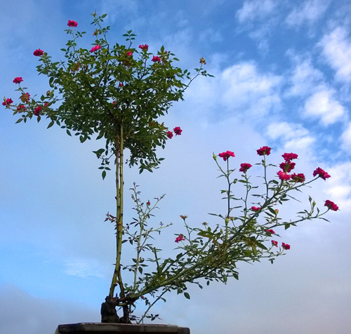 Yêu hoa, không ít lần anh Sơn phải bỏ đi du lịch, tụ tập bạn bè để dành thời gian cho sở thích này. Anh dành khoảng một giờ trong ngày để chăm sóc hoa. Nhiều hôm, anh mất tới vài tiếng để có thể lưu giữ lại khoảnh khắc đẹp của những cành hoa đang độ rực rỡ.