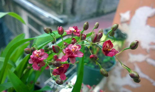 Anh Sơn cho biết trước đây việc đặt mua các loại hoa từ nước ngoài rất khó khăn. Nhờ tham gia vào diễn đàn, được nhiều người biết nên đến nay anh có thể nhờ mua bất cứ loại hoa nào thích. Trong ngăn mát tủ lạnh của anh Sơn bảo quản vài trăm loại hạt giống hoa để gieo dần. Trong ảnh là loại hoa lan vũ nữ, màu sắc, kiểu dáng đẹp, mùi thơm đậm.