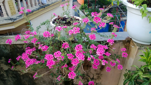 Đam mê hoa cỏ nên bất cứ khi nào ra đường, anh Sơn đều bị thu hút bởi các loại hoa, chậu cảnh. Các chuyến đi xa, anh đều mang về nhà một vài loại hoa mua được.