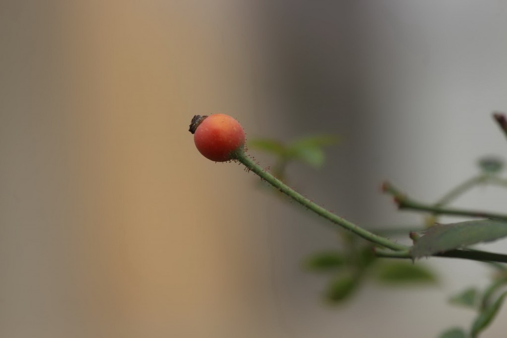 Quả của cây hoa hồng