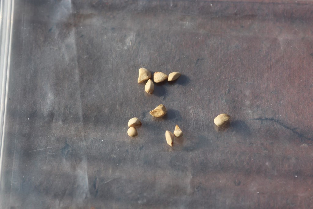 Hạt của cây hoa hồng trước khi gieo