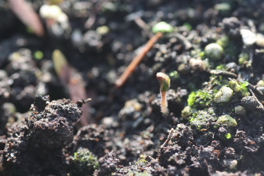 Cây hoa hồng mọc mầm sau 20 ngày gieo