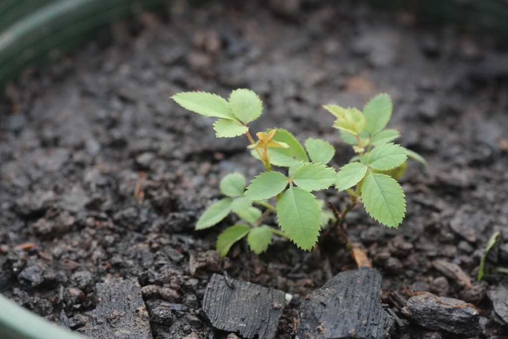 Cây hoa hồng gieo từ hạt sau một quá trình chăm sóc