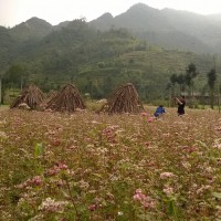 Cánh đồng hoa Tam giác mạch ở Hà Giang