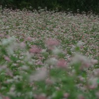 Tam giác mạch ngoài việc được trồng làm du lịch còn có thể cung cấp nguyên liệu làm bánh cho người vùng cao