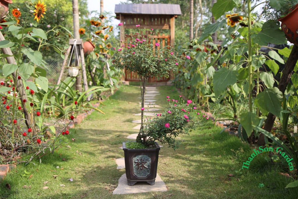 Hồng Bonsai với chất liệu là cây Hồng tỷ muội nút áo