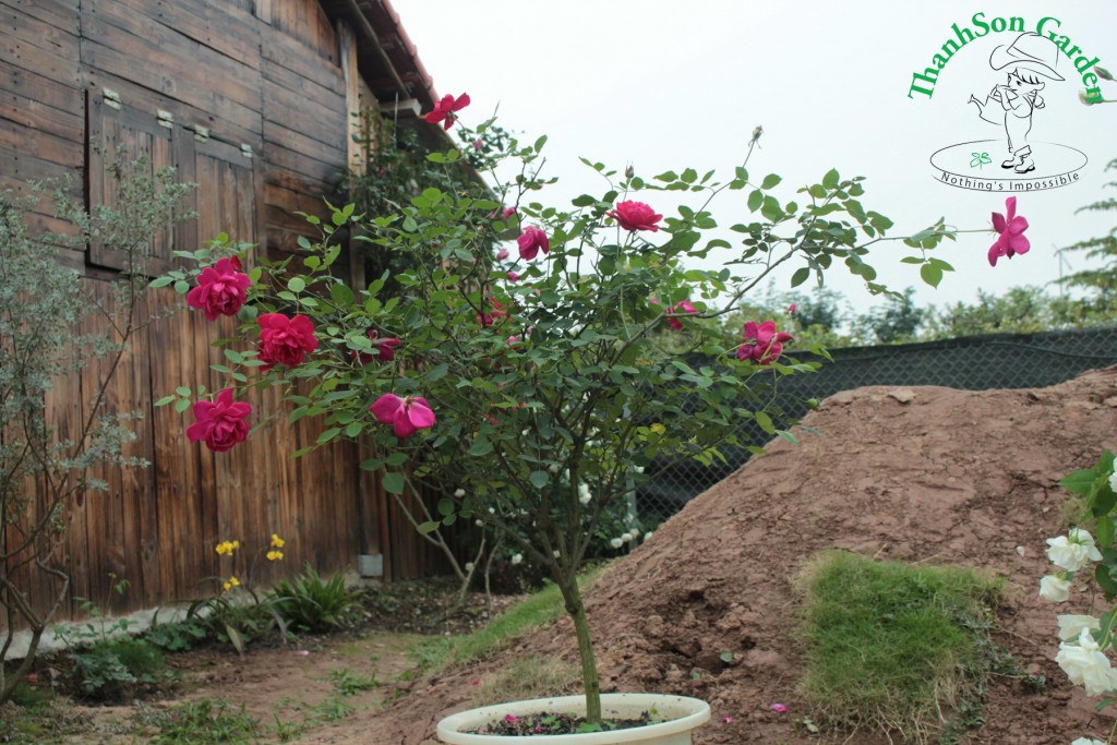 Tree Rose với chất liệu là cây cỏ đỏ