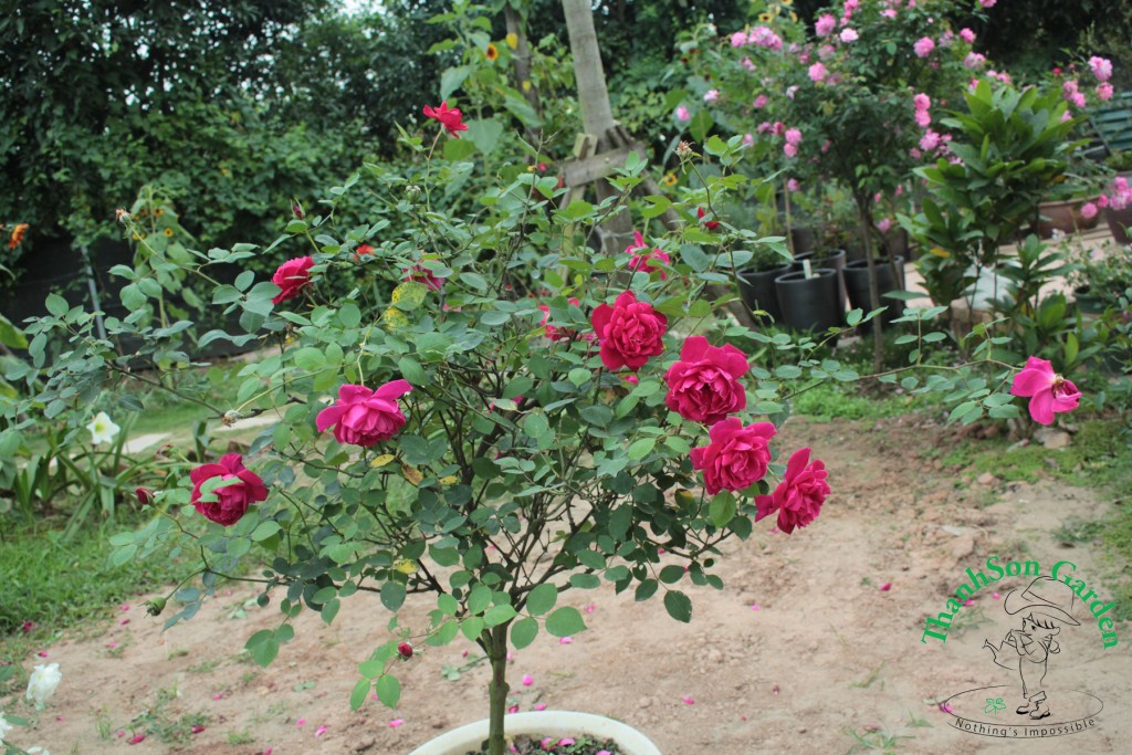 Tree Rose với chất liệu là cây cỏ đỏ