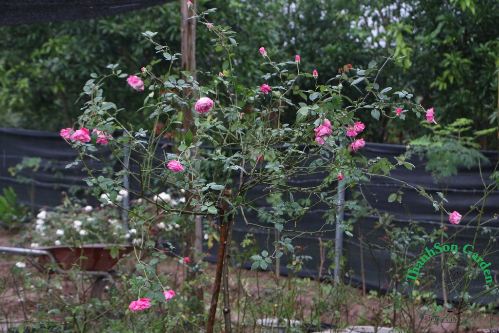 Tree Rose đang được cắt tỉa tạo dáng từ cây phôi là hồng cổ Sapa