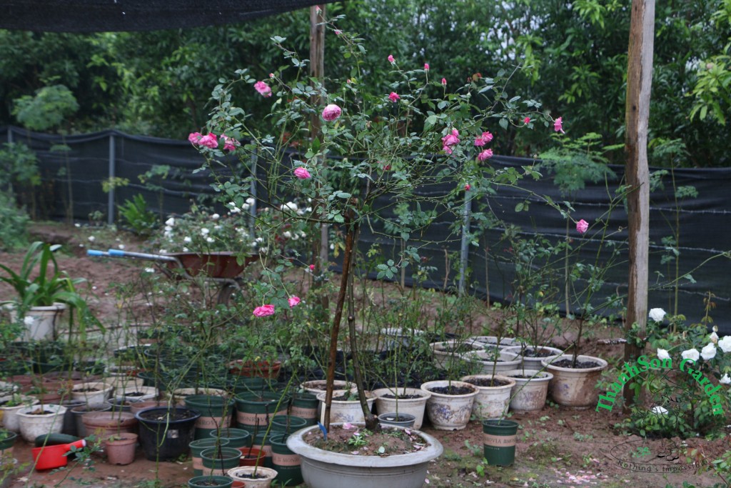 Tree Rose đang được cắt tỉa tạo dáng từ cây phôi là hồng cổ Sapa