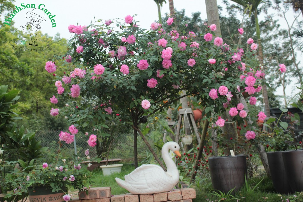Tree Rose quế kép với gốc thẳng, to tự nhiên