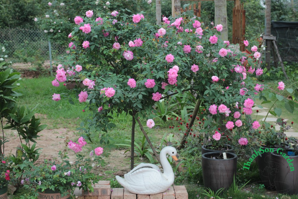 Tree Rose quế kép