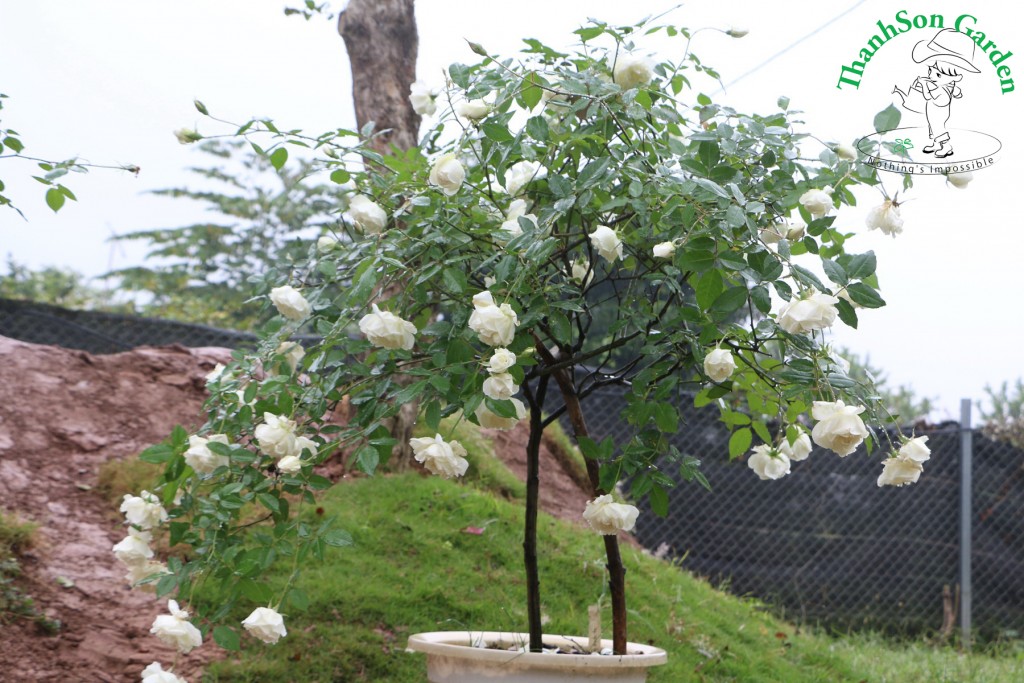 Tree Rose được tạo dáng từ cây hồng bạch ho