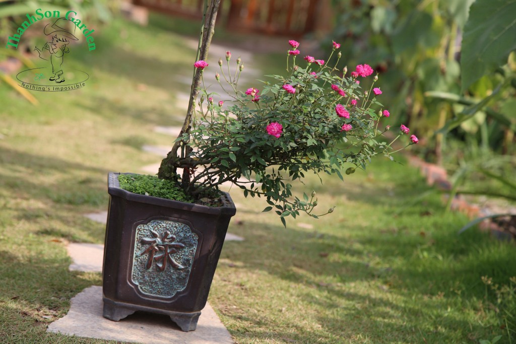 Hồng Bonsai với chất liệu là cây Hồng tỷ muội nút áo