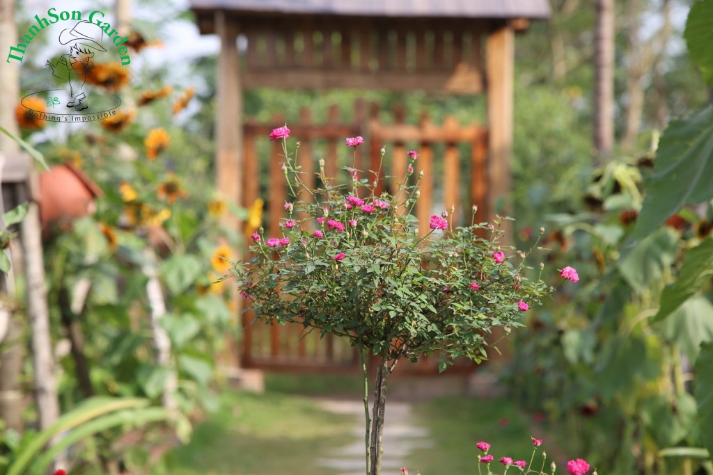 Hồng Bonsai với chất liệu là cây Hồng tỷ muội nút áo