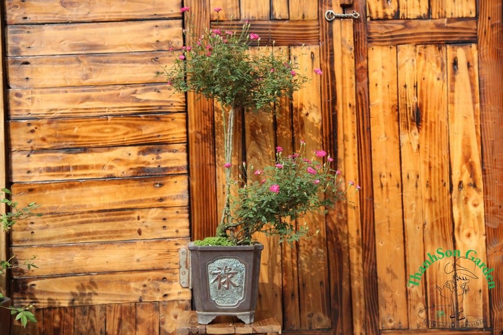 Hồng Bonsai với chất liệu là cây Hồng tỷ muội nút áo