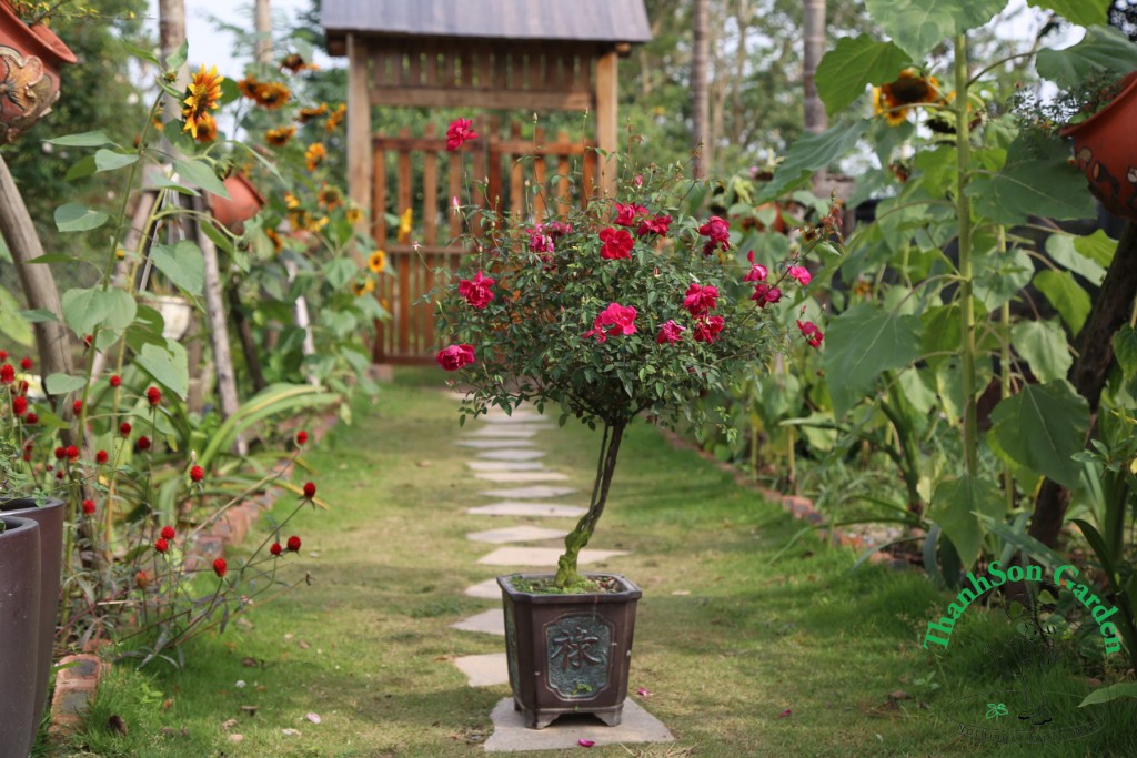 Tree Rose quế đỏ
