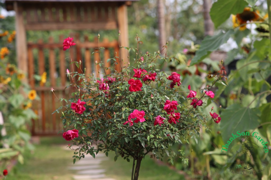 Tree Rose quế đỏ