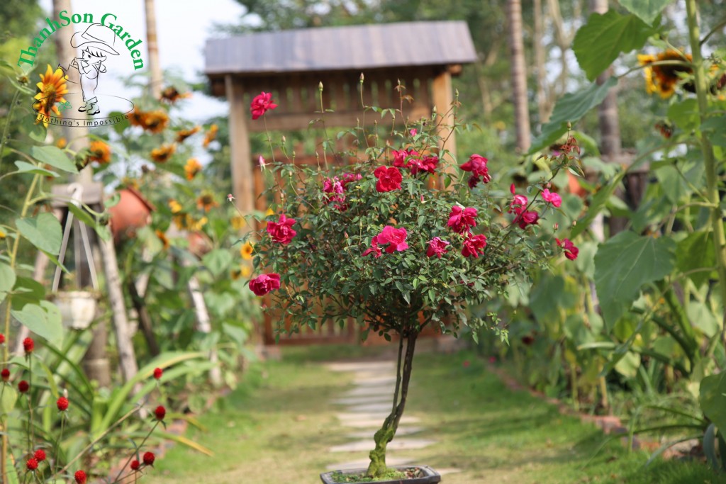 Tree Rose quế đỏ
