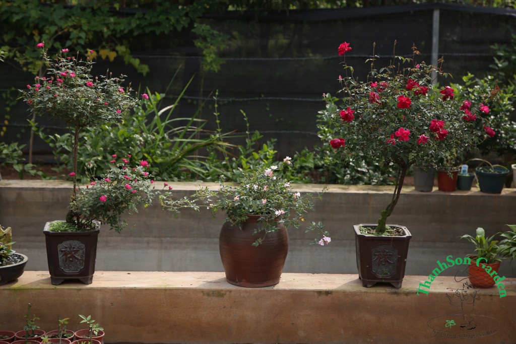 Tree Rose hay hồng Bonsai được tạo từ những cây đơn giản, dễ kiếm