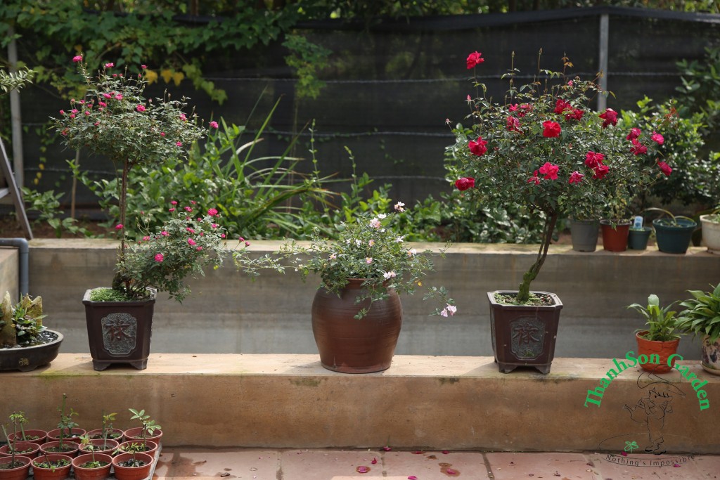 Tree Rose hay hồng Bonsai được tạo từ những cây đơn giản, dễ kiếm