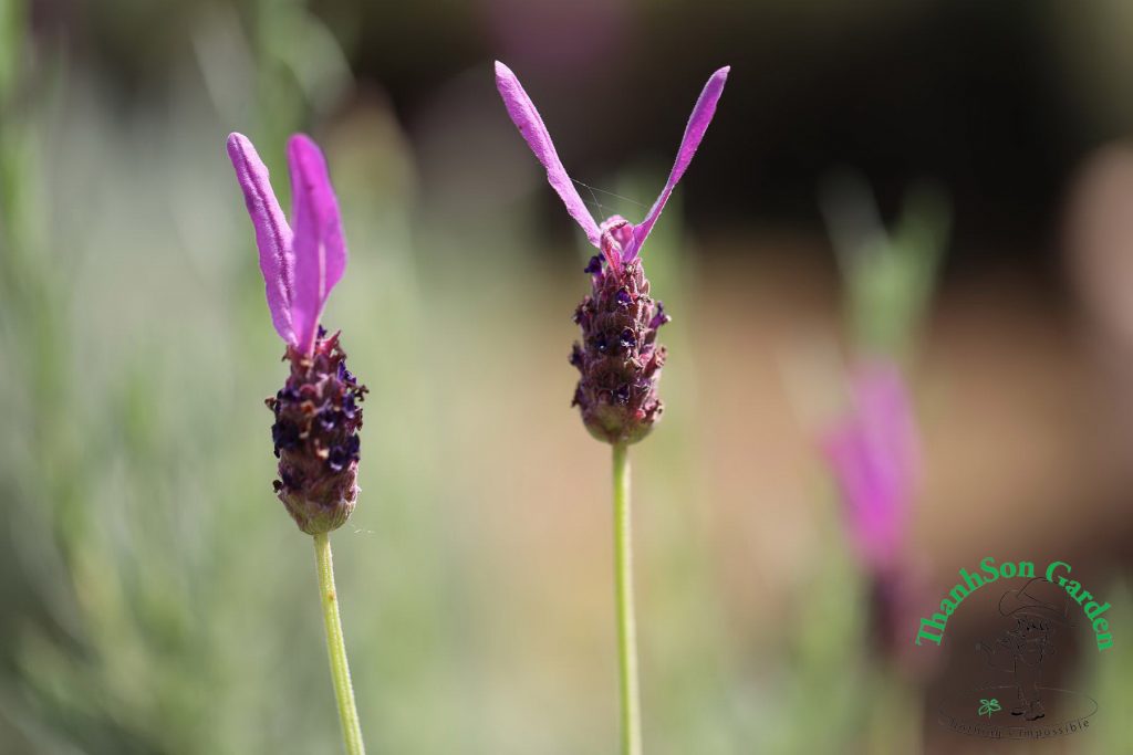 Lavender - Oải hương 20