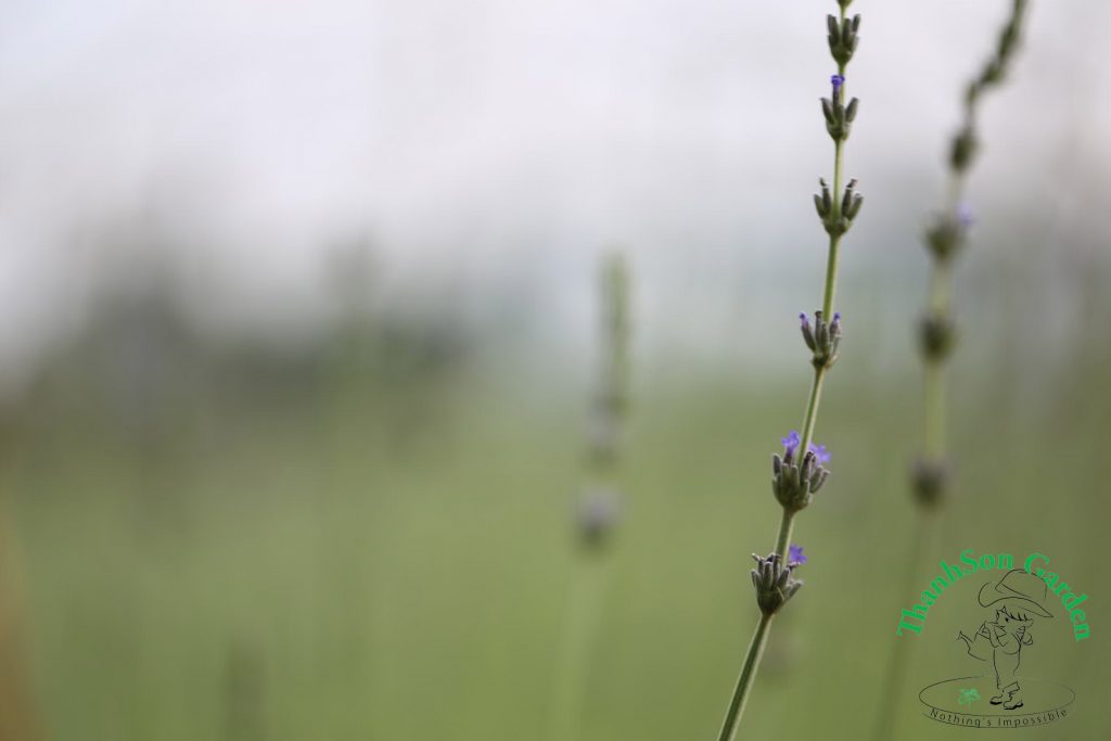 Lavender - Oải hương 18