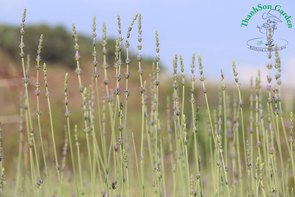 Lavender - Oải hương 17