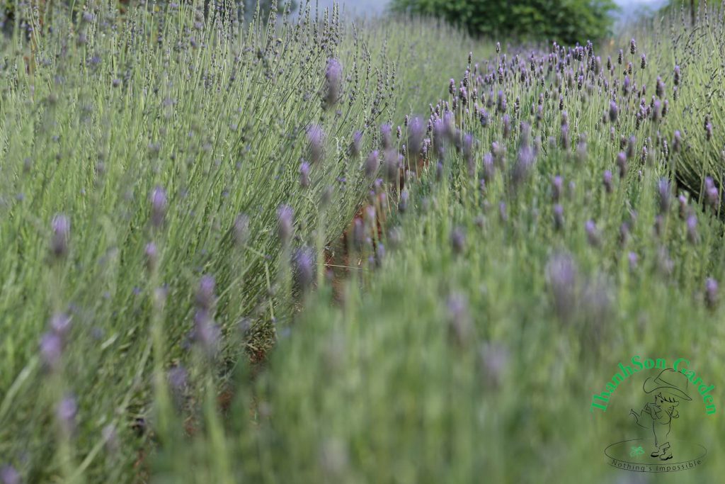 Lavender - Oải hương 16