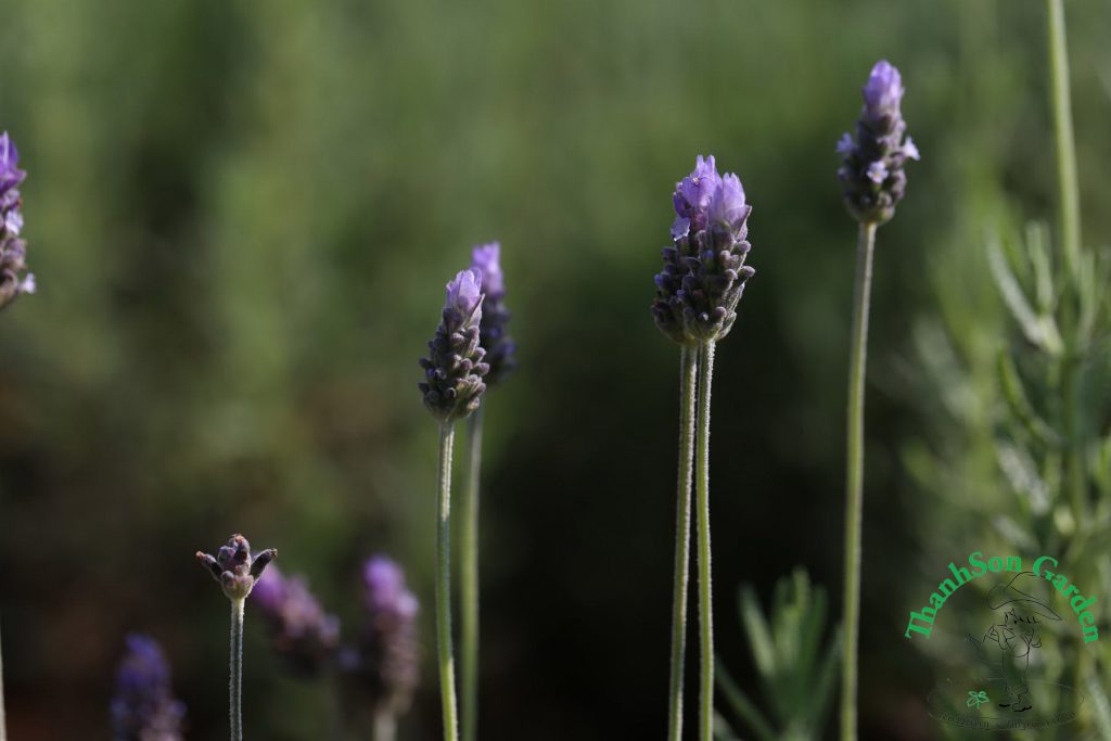 Lavender - Oải hương 15
