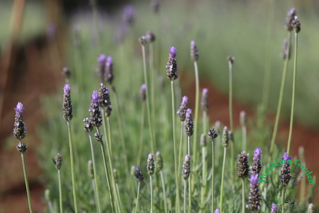 Lavender - Oải hương 14