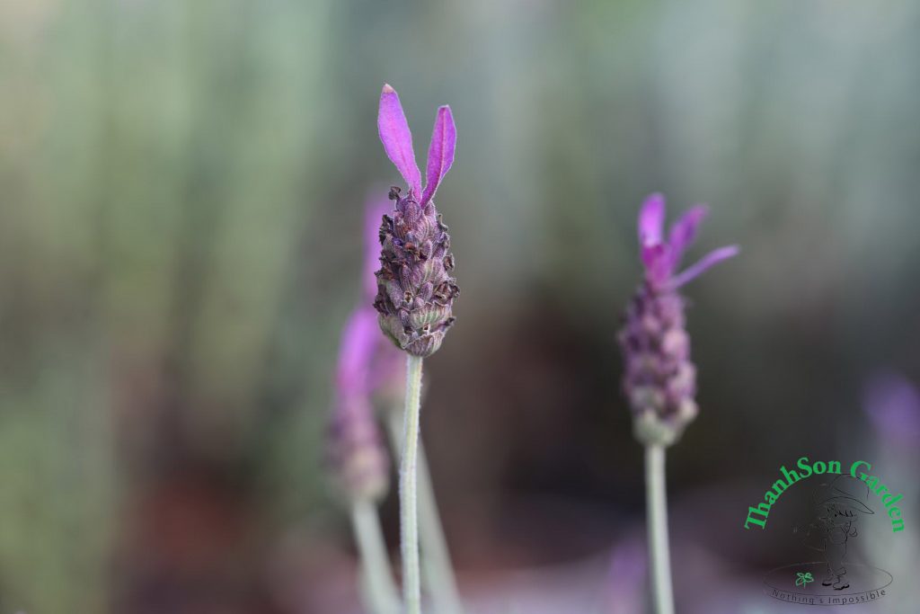 Lavender - Oải hương 13