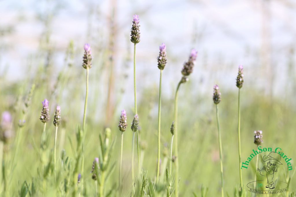 Lavender - Oải hương 12