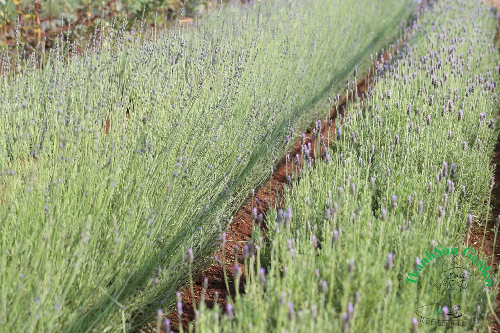 Lavender - Oải hương 11