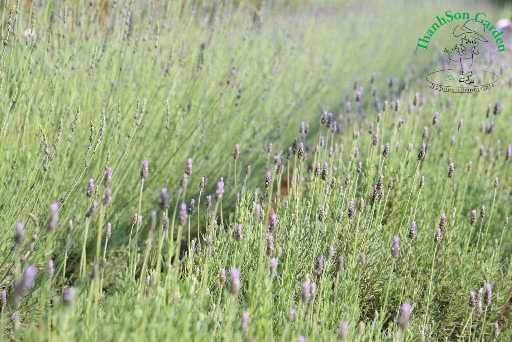 Lavender - Oải hương 10
