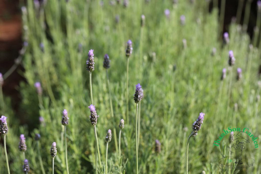 Lavender - Oải hương 9