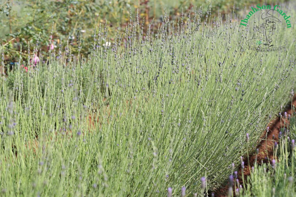 Lavender - Oải hương 8