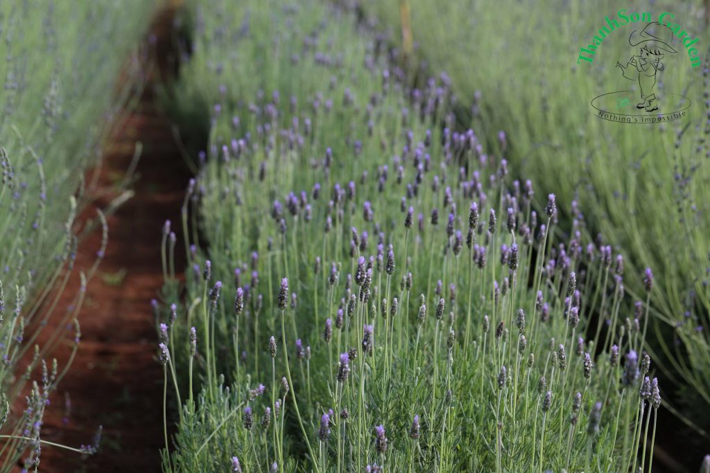 Lavender - Oải hương 7