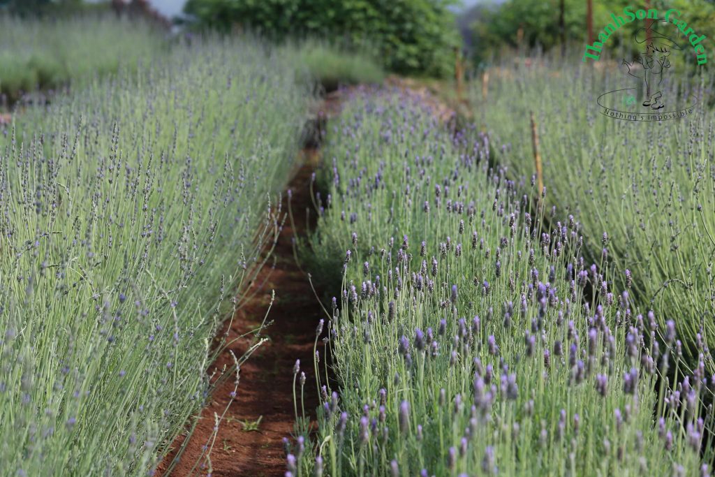 Lavender - Oải hương 6