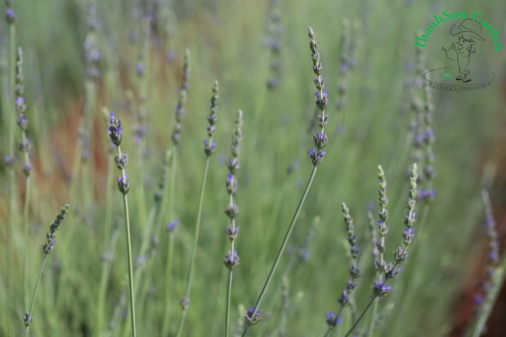 Lavender - Oải hương 5