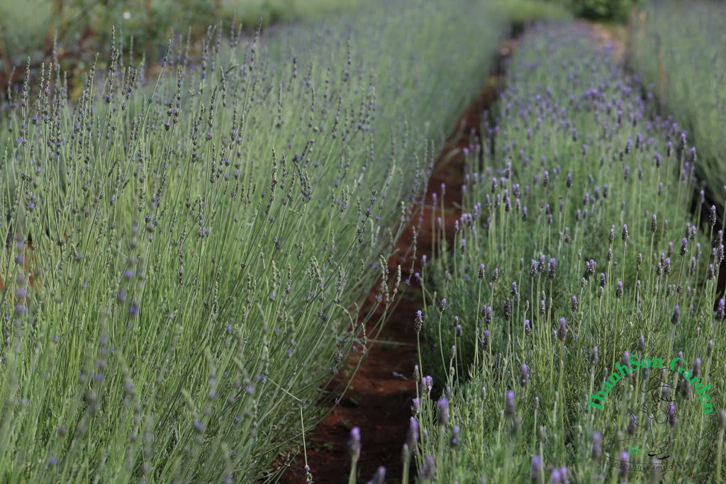 Lavender - Oải hương 4
