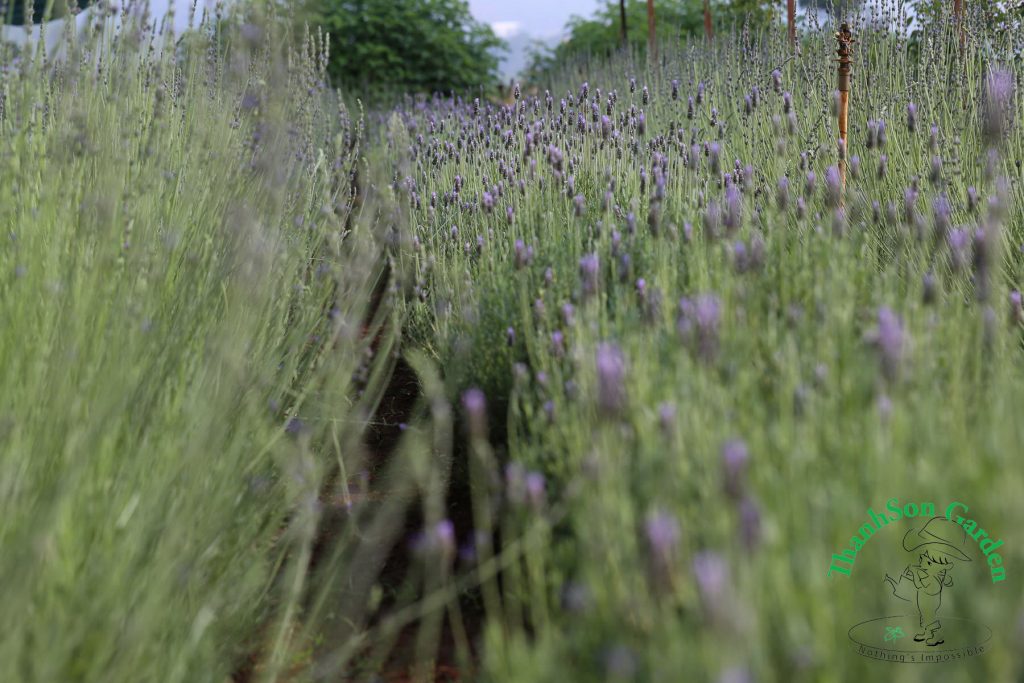 Cánh đồng Lavender - Oải hương trải dài sắc tím