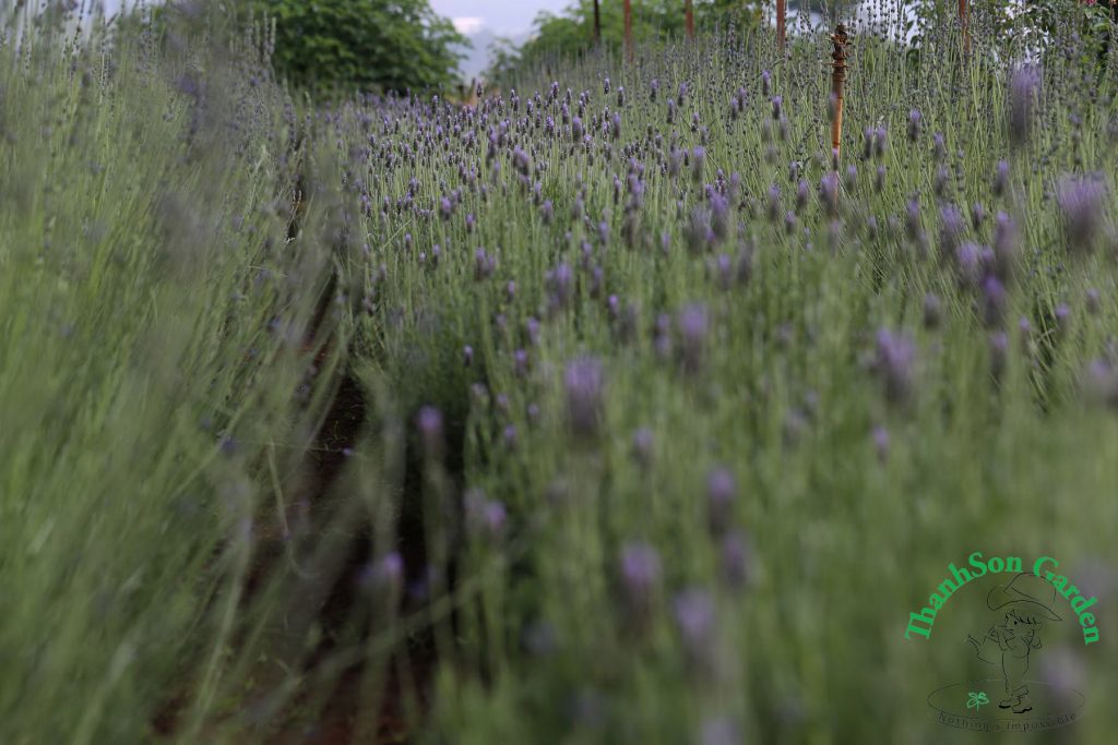Lavender - Oải hương 3
