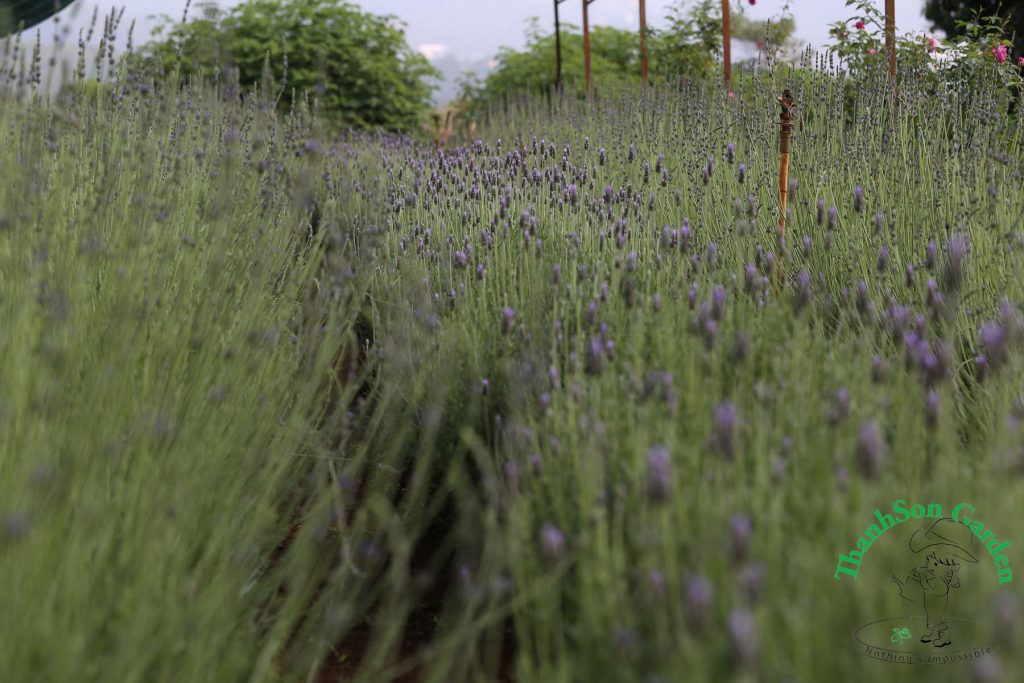 Lavender - Oải hương 2
