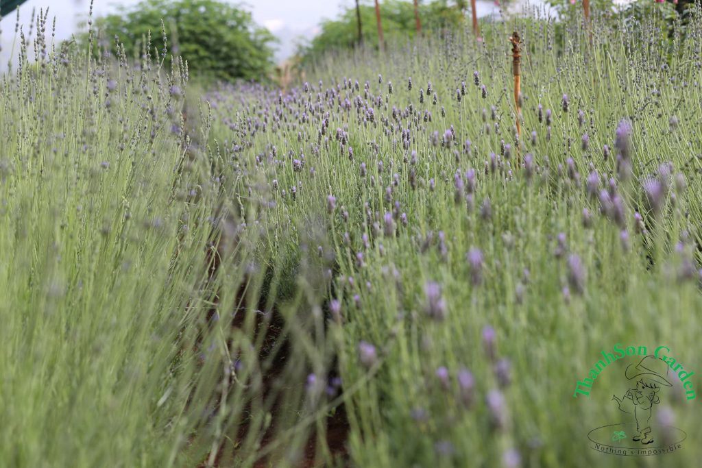 Lavender - Oải hương 1