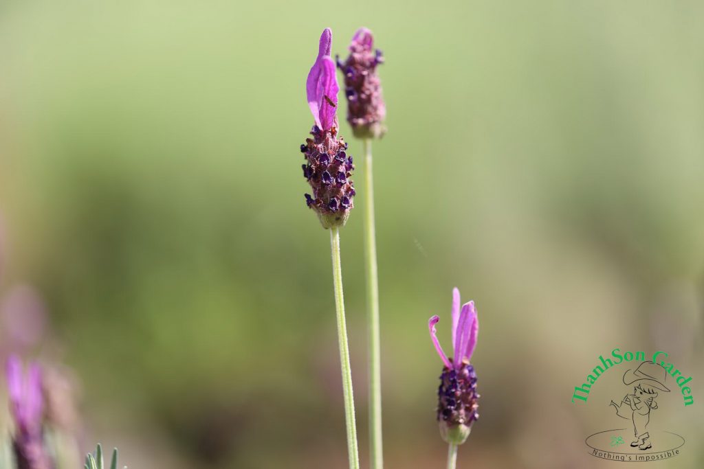 Một trong những loại hoa Lavender